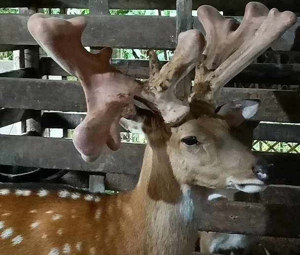 Nếu được giá như mong muốn, ông Lợi thu về 75 triệu đồng và tiến hành cắt nhung vào dịp 30/4. Nếu được giá như mong muốn, ông Lợi thu về 75 triệu đồng và tiến hành cắt nhung vào dịp 30/4.