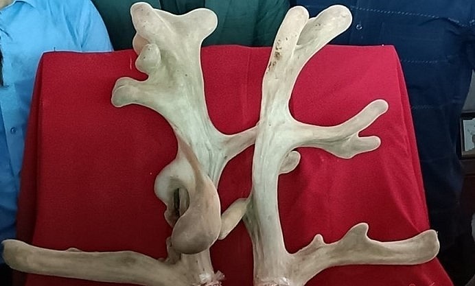 Cặp nhung này cắt năm 2022, nặng 4,766kg, mang về cho gia đình ông Lợi gần 60 triệu đồng. Cặp nhung này cắt năm 2022, nặng 4,766kg, mang về cho gia đình ông Lợi gần 60 triệu đồng.