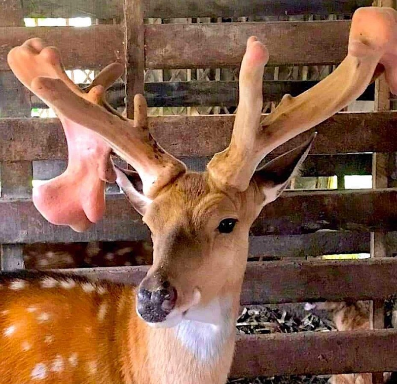 Năm nay chú hươu kỳ lạ cho cặp nhung nặng tới trên 5kg. Năm nay chú hươu kỳ lạ cho cặp nhung nặng tới trên 5kg.