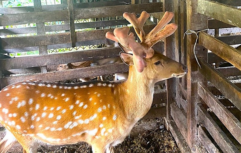 Sau 5 năm chăm sóc, con hươu cho khoảng 15,5kg nhung hươu cho gia đình ông ông Bùi Văn Lợi. Sau 5 năm chăm sóc, con hươu cho khoảng 15,5kg nhung hươu cho gia đình ông ông Bùi Văn Lợi.