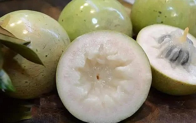 Người nước ngoài ngạc nhiên với trái vú sữa Việt. Người nước ngoài ngạc nhiên với trái vú sữa Việt.