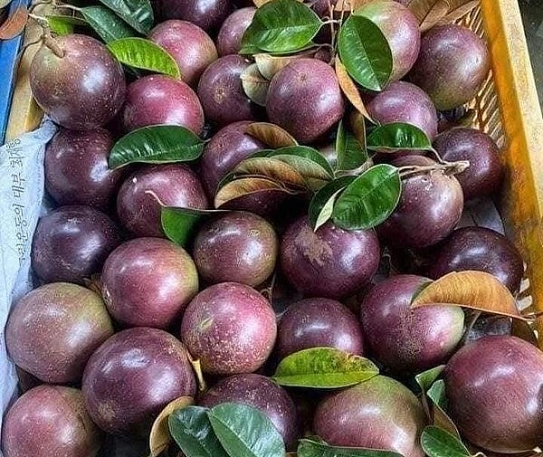 Vú sữa có nguồn gốc ở đảo Antilles và châu Mỹ nhiệt đới. Tại Việt Nam, vú sữa có hai dòng chính là vú sữa da xanh và vú sữa da tím than. Vú sữa có nguồn gốc ở đảo Antilles và châu Mỹ nhiệt đới. Tại Việt Nam, vú sữa có hai dòng chính là vú sữa da xanh và vú sữa da tím than.