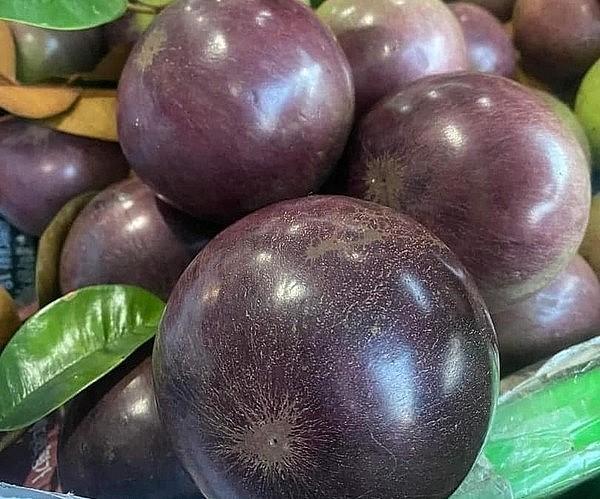 Các quốc gia trên thế giới đều đánh giá cao chất lượng trái vú sữa Việt Nam, đặc biệt là giống vú sữa Lò Rèn (ở Châu Thành, Tiền Giang). Các quốc gia trên thế giới đều đánh giá cao chất lượng trái vú sữa Việt Nam, đặc biệt là giống vú sữa Lò Rèn (ở Châu Thành, Tiền Giang).