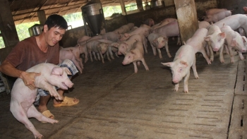 Giá heo hơi hôm nay 22/4: Chưa thể vượt mốc 55.000 đồng, Trung Quốc bùng dịch có đẩy giá heo tăng cao?