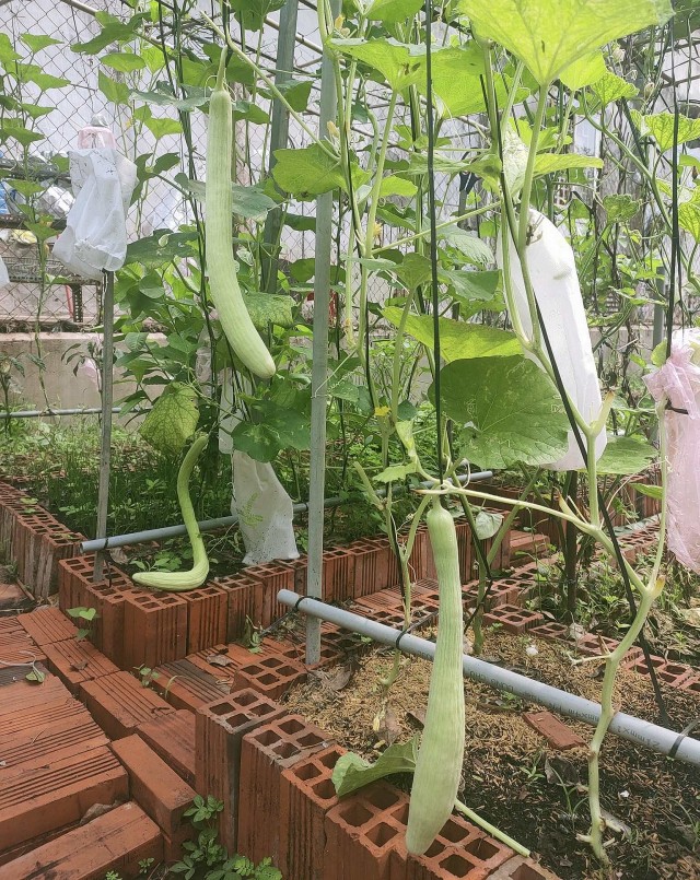 Dàn dưa chuột rắn khiến nhiều người phát sốt.