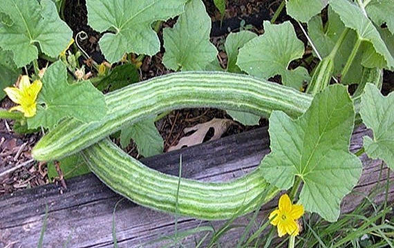 Giống dưa chuột này dài loằng ngoằng như con rắn, mới trông tưởng quả mướp.