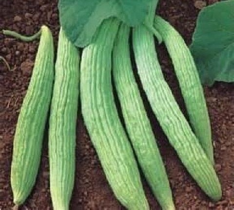 Nhiều người tìm mua hạt giống dưa chuột rắn về trồng.