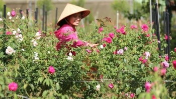 Chăm chút những bông hồng tạo ra dòng trà hữu cơ đẳng cấp bán 1,5 triệu đồng/kg