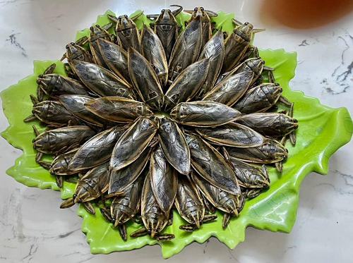 Loại côn trùng nhìn phát sợ, cho vào nước mắm thành đặc sản “hảo hạng”, có giá 500.000 đồng/1 lít vẫn hút người mua