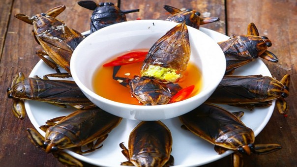 Loại côn trùng nhìn phát sợ, cho vào nước mắm thành đặc sản “hảo hạng”, có giá 500.000 đồng/1 lít vẫn hút người mua