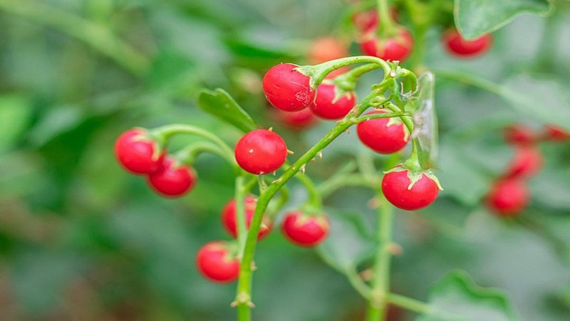 Cà gai leo có nhiều hoạt chất tốt cho sức khỏe