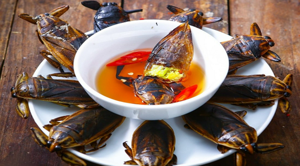 Loại côn trùng nhìn phát sợ, cho vào nước mắm thành đặc sản “hảo hạng”, có giá 500.000 đồng/1 lít vẫn hút người mua