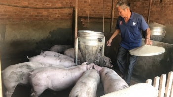 Giá heo hơi hôm nay 23/4: Tăng một mạch lên đỉnh 55.000 đồng/kg rồi chững lại, ai đang kìm giá heo?