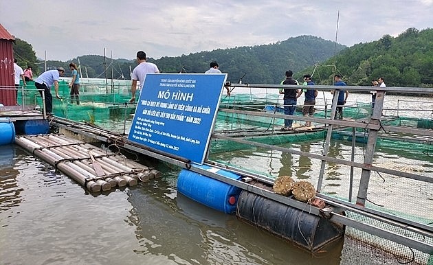 Nông dân thả cá giống vào lồng bè nuôi theo kỹ thuật đã được hướng dẫn. Nông dân thả cá giống vào lồng bè nuôi theo kỹ thuật đã được hướng dẫn.