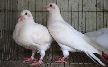 Nữ nông dân Nam Định mê chim và bí quyết luyện đẻ sòn sòn nhẹ nhàng thu trăm triệu