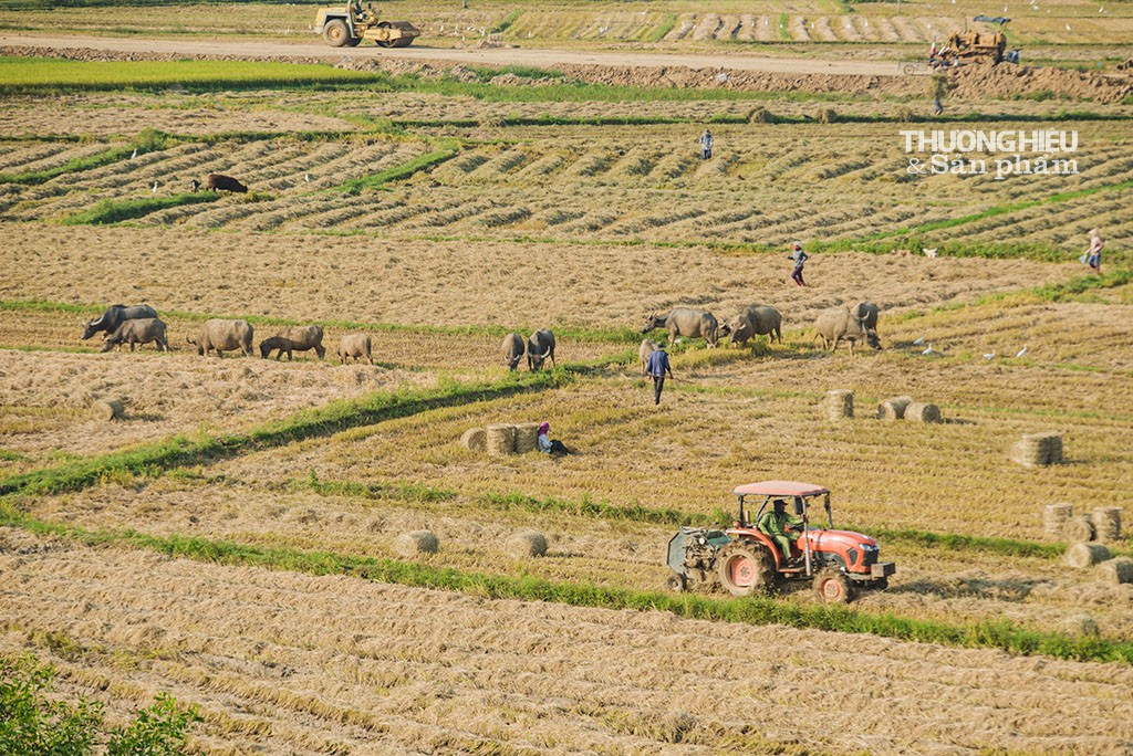 Bình Định: Cánh đồng "vàng" mùa gặt lúa