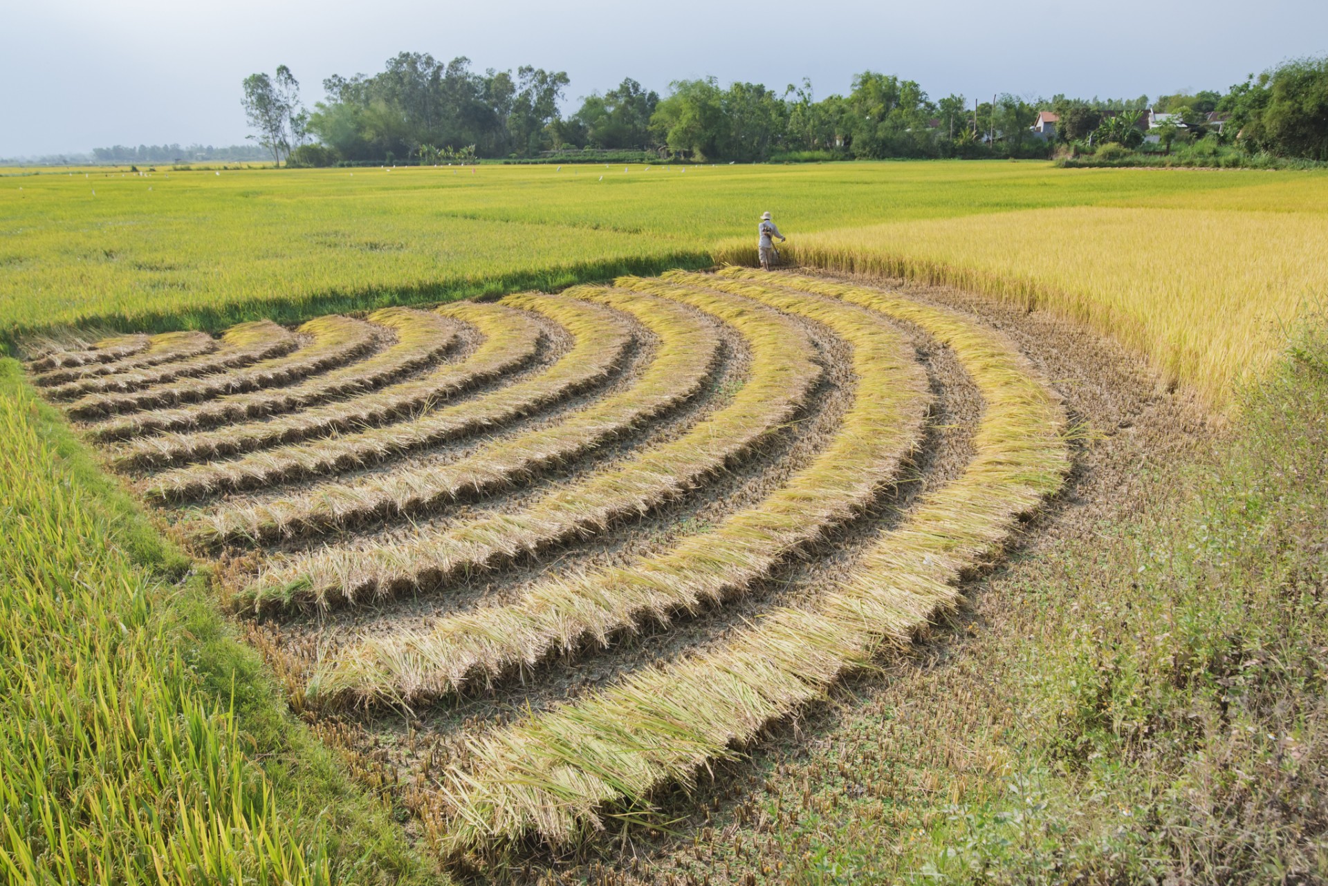 Bình Định: Cánh đồng "vàng" mùa gặt lúa