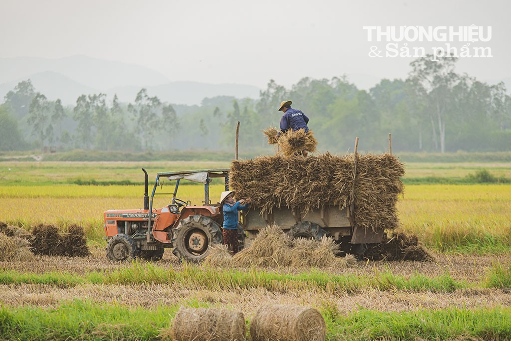 Bình Định: Cánh đồng "vàng" mùa gặt lúa
