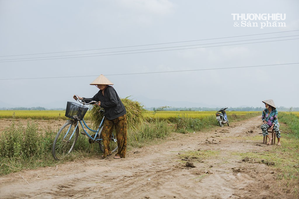 Bình Định: Cánh đồng "vàng" mùa gặt lúa
