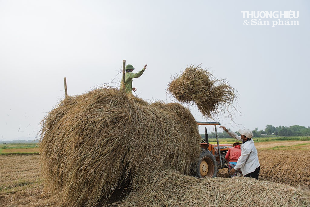 Bình Định: Cánh đồng "vàng" mùa gặt lúa