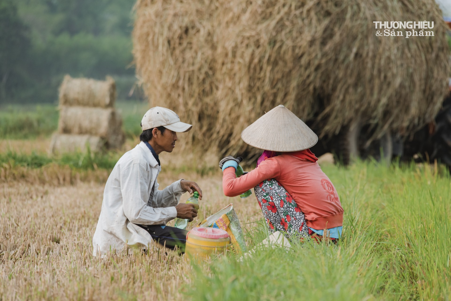 Bình Định: Cánh đồng "vàng" mùa gặt lúa