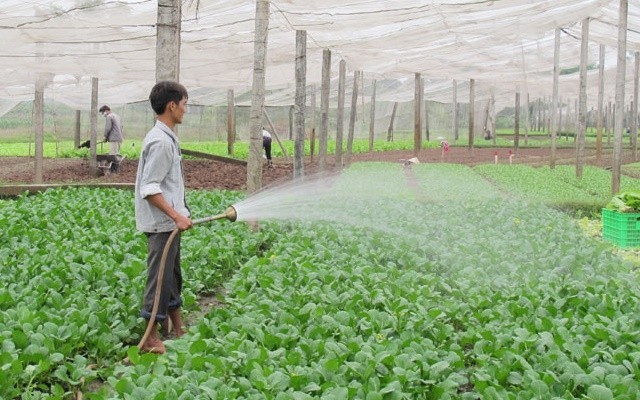 Áp dụng nhiều mô hình liên kết nông nghiệp Áp dụng nhiều mô hình liên kết nông nghiệp