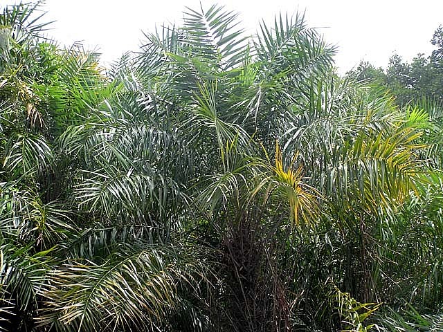 Cây chà là khá nhiều gai nhọn, mọc tự nhiên ở vùng đất mũi