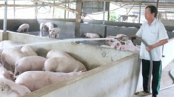 Giá heo hơi hôm nay 24/4: Thị trường lặng sóng, bí quyết trụ vững khi giá heo lao dốc