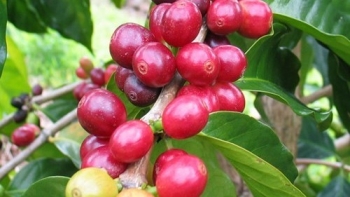 Giá nông sản hôm nay 24/4: Cà phê kỳ hạn loạn nhịp, hồ tiêu giữ giá kịch trần 67.000 đồng/kg