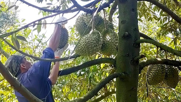 Nhà vườn thu hoạch sầu riêng ở TP.Long Khánh (Đồng Nai). 