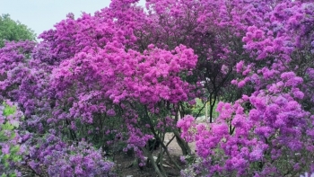 Vườn linh sam tím lịm mở cửa miễn phí, khách trả giá cao cũng không bán, bí quyết từ đam mê