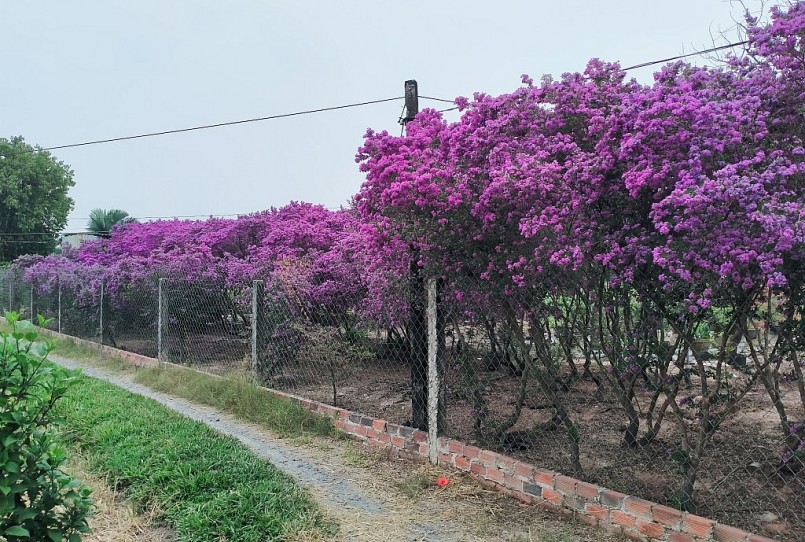 Hoa Linh Sam nở tím rực các góc đường quê, ấp 2, xã Đức Hòa Đông, huyện Đức Hòa (tỉnh Long An).