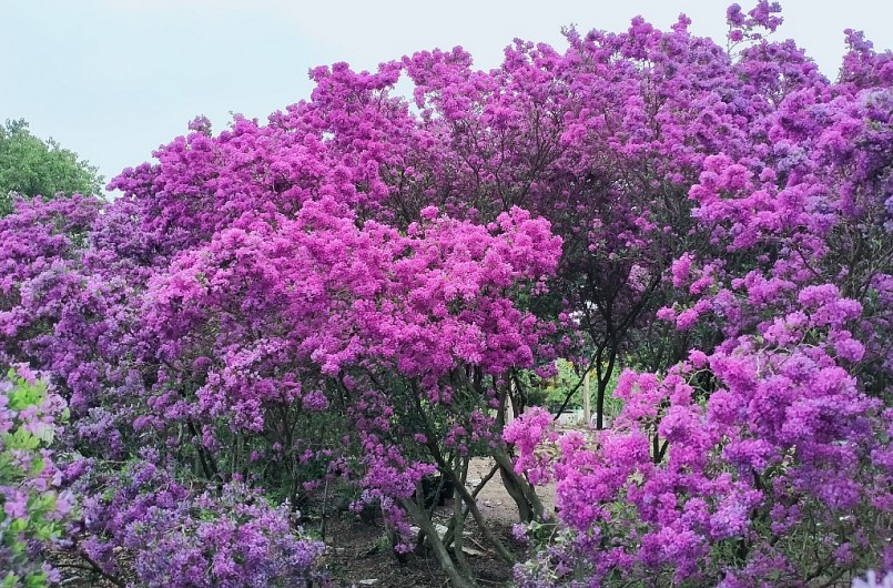 Vườn linh sam tím của anh Nguyễn Phương Tòng bung nở suối hoa tím lịm một góc trời.