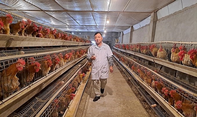 Thụ tinh nhân tạo cho gà Tiên Yên để nhân giống và phát triển gà Tiên Yên