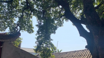 Cụ thị 300 năm ngự bên chùa cổ, đền thiêng vẫn ra trái thơm, người dân quý như báu vật