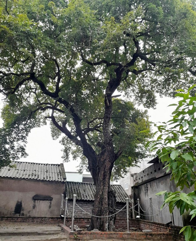 Cây thị hơn 300 tuổi tại khuôn viên chùa Hướng (Bắc Giang) vẫn ra trái thơm khắp vùng.