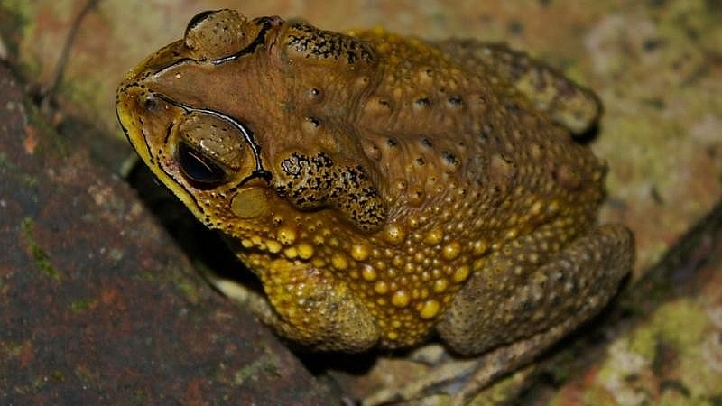 Con vật xấu xí, cơ thể chứa độc lại mang thứ đáng giá hàng chục triệu trên mình