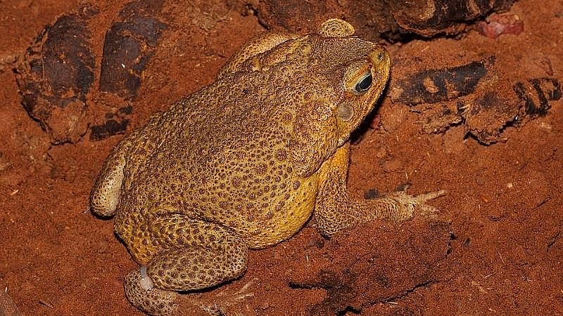 Con vật xấu xí, cơ thể chứa độc lại mang thứ đáng giá hàng chục triệu trên mình