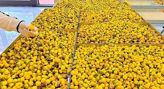 Trà hoa vàng Bắc Kạn sau khi thu hoạch sẽ được chế biến sâu để nâng cao giá trị.