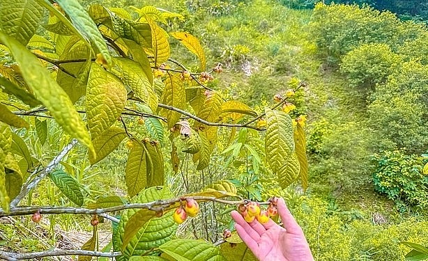 Chợ Đồn là địa phương trồng cây trà hoa vàng sớm và nhiều nhất tại tỉnh Bắc Kạn.