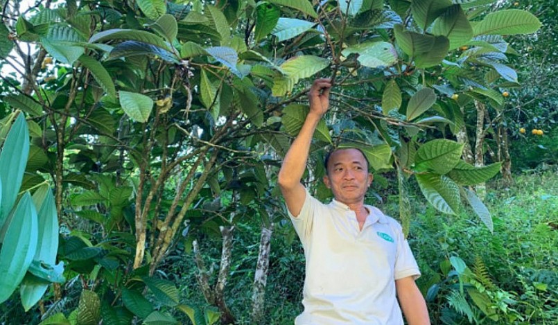 Tại nhiều địa phương của tỉnh Bắc Kạn được hỗ trợ để phát triển cây trà hoa vàng.