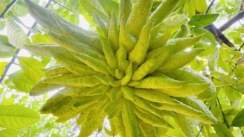 Phật thủ Hoàng Kim khổng lồ ngón đầy đặn như Phật nghìn tay, vì sao nhiều tiền cũng khó mua?