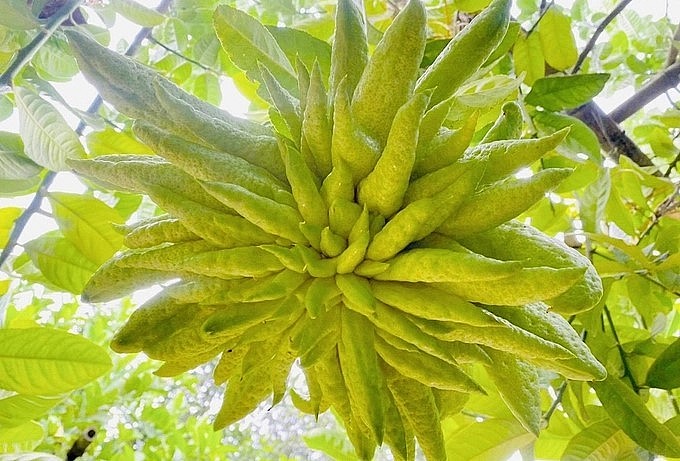 Trái phật thủ Bồ Tát Hoàng Kim có kích cỡ lớn và hình dáng đẹp lại có hương thơm.