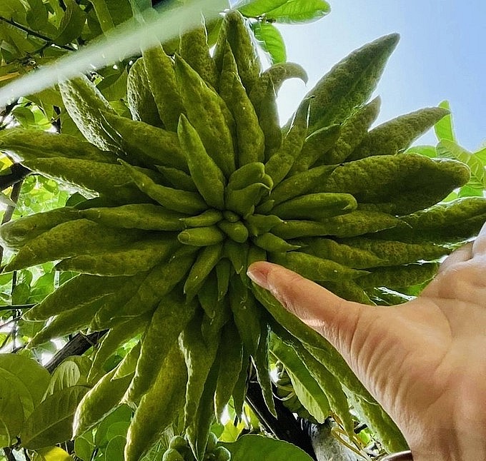 Phật thủ Bồ Tát Hoàng Kim thường có giá lên đến vài triệu đồng một quả.