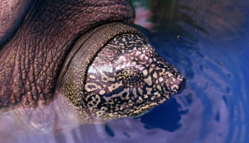 Rùa mai mềm quý hiếm nhất thế giới chết ở hồ Đồng Mô