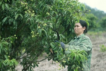 Bắc Giang: Chuẩn bị các phương án điều kiện tốt nhất tiêu thụ vải thiều