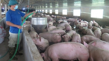 Giá heo hơi hôm nay 25/4: Tăng giảm thất thường khó giữ mốc 55.000 đồng/kg do lượng heo về chợ giảm mạnh