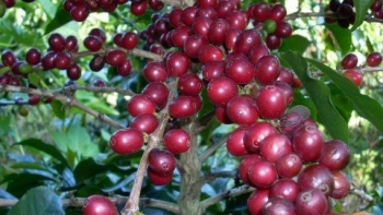 Giá nông sản hôm nay 25/4: Cà phê bật tăng dữ dội, hồ tiêu giữ vững mốc 67.000 đồng/kg