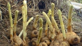 Loại củ kỳ lạ nhìn như khoai lang, tưởng ít tác dụng hoá ra là vị thuốc quý giá gần triệu/kg
