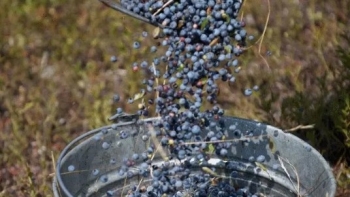 Việt quất rừng có gì quý mà giá 7 triệu đồng/kg, người hái kiếm bộn tiền